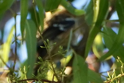 Black-headed Grosbeak - ML642288198