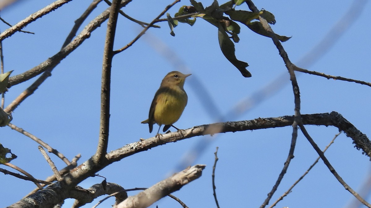Palm Warbler - ML642288249