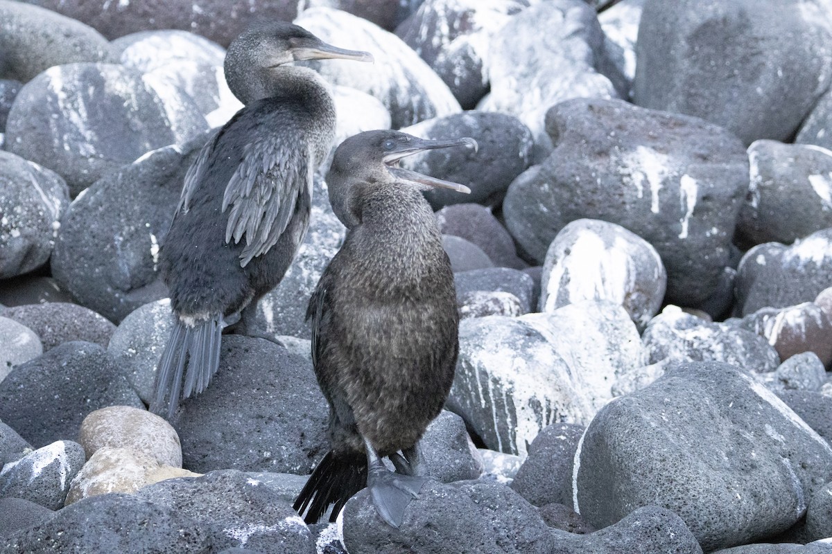 Flightless Cormorant - ML642288298