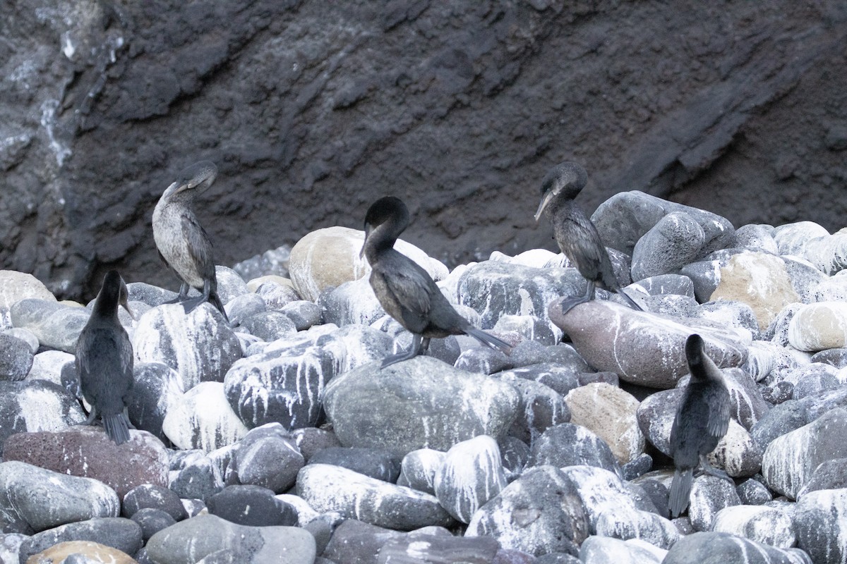 Flightless Cormorant - ML642288299