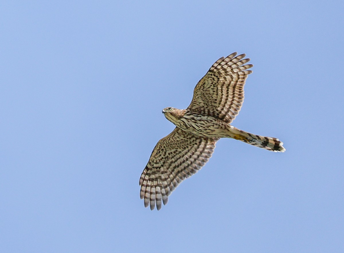 Cooper's Hawk - ML642288304