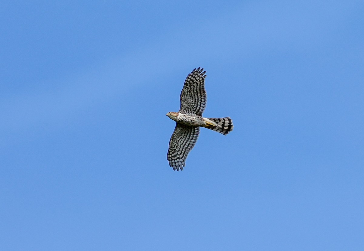 Cooper's Hawk - ML642288305
