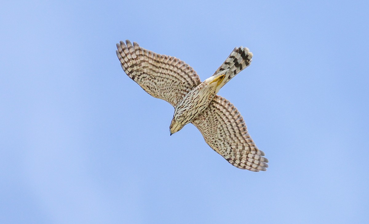 Cooper's Hawk - ML642288306
