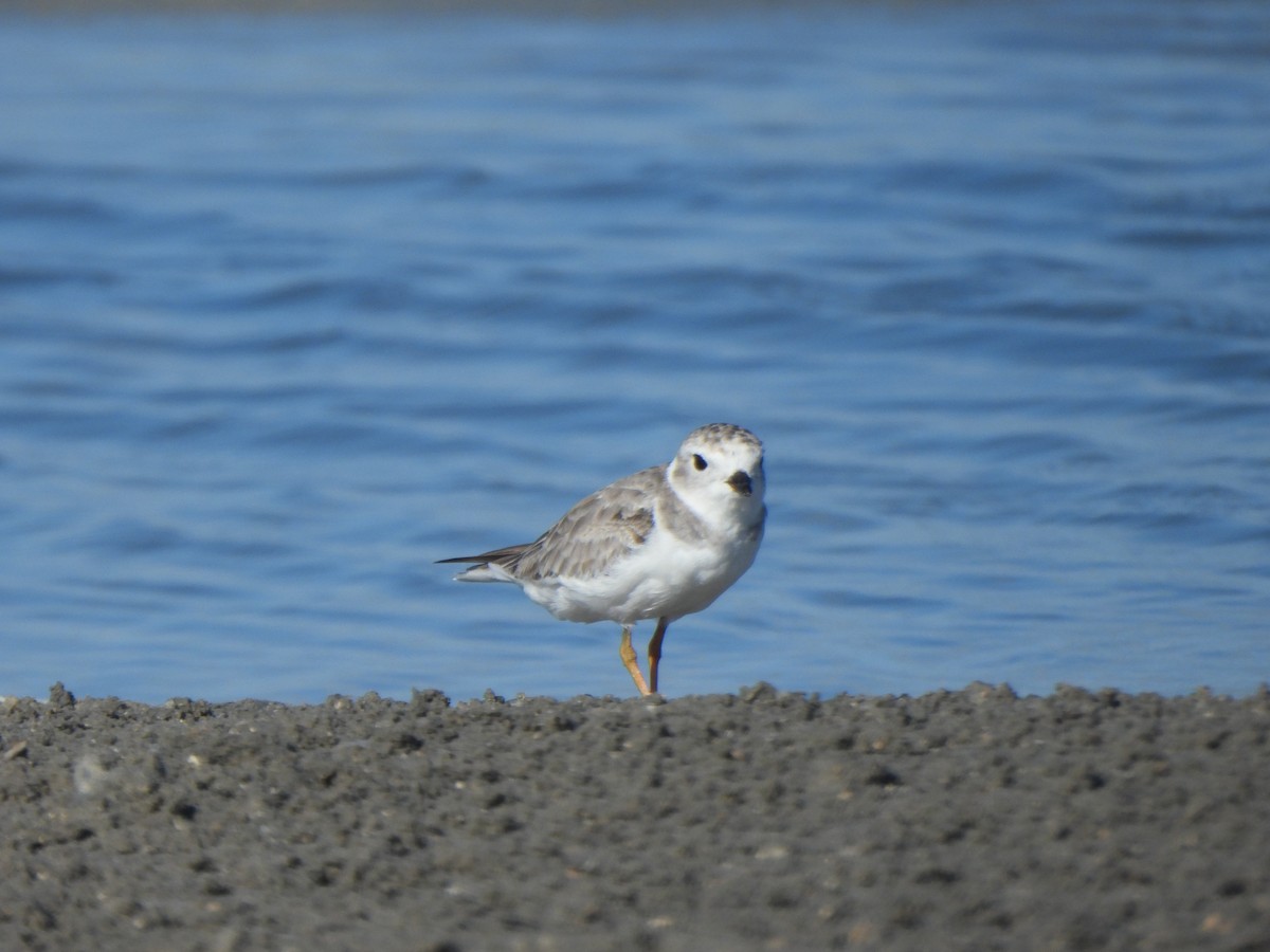 Piping Plover - ML642288311