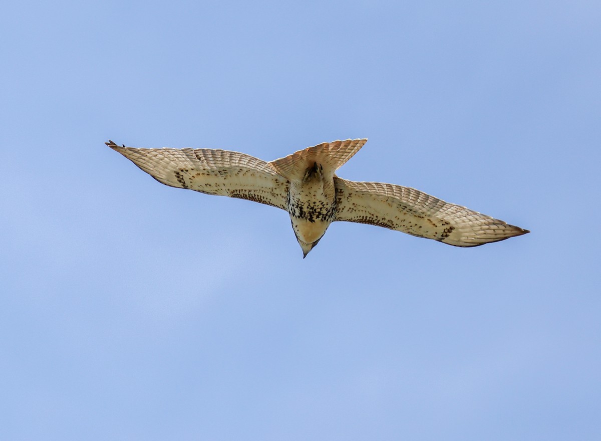 Red-tailed Hawk - ML642288314