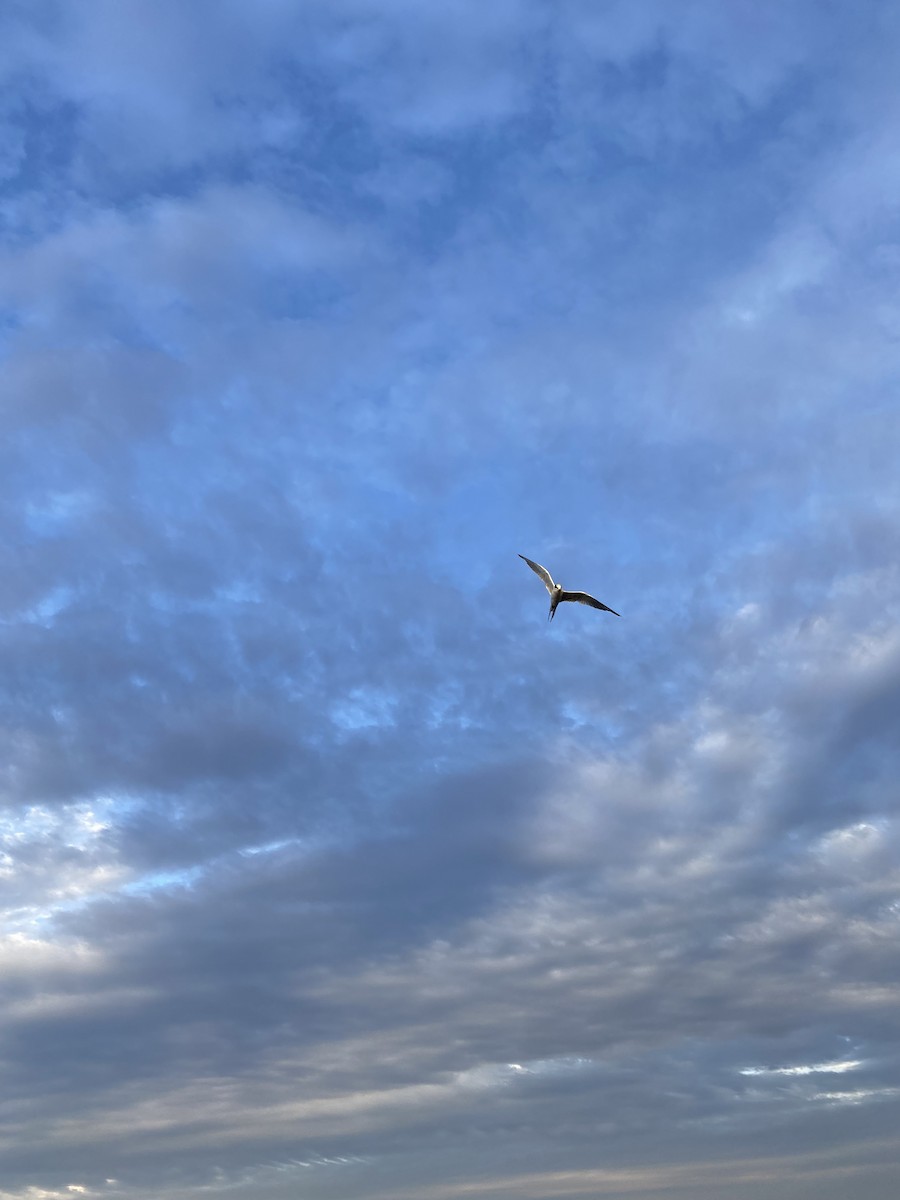Forster's/Common Tern - ML642288317