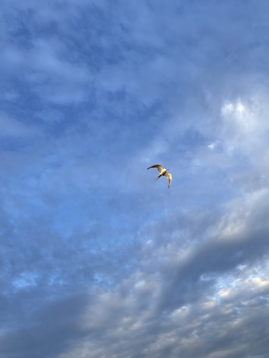 Forster's/Common Tern - ML642288318