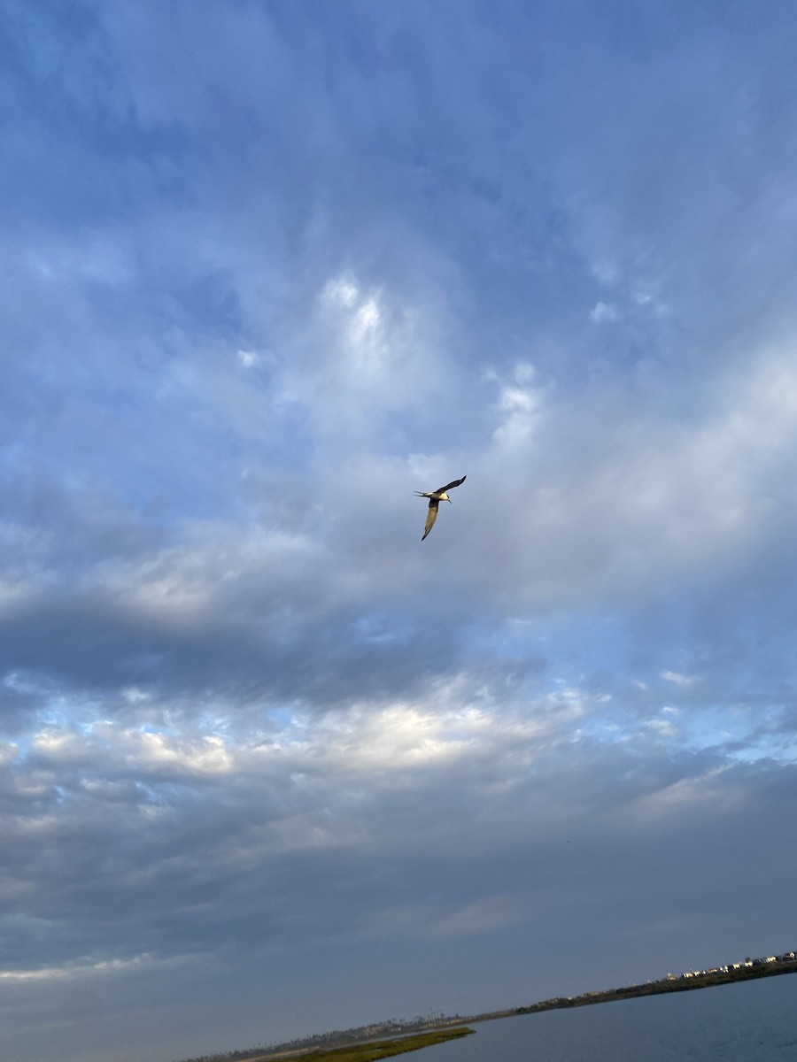 Forster's/Common Tern - ML642288319