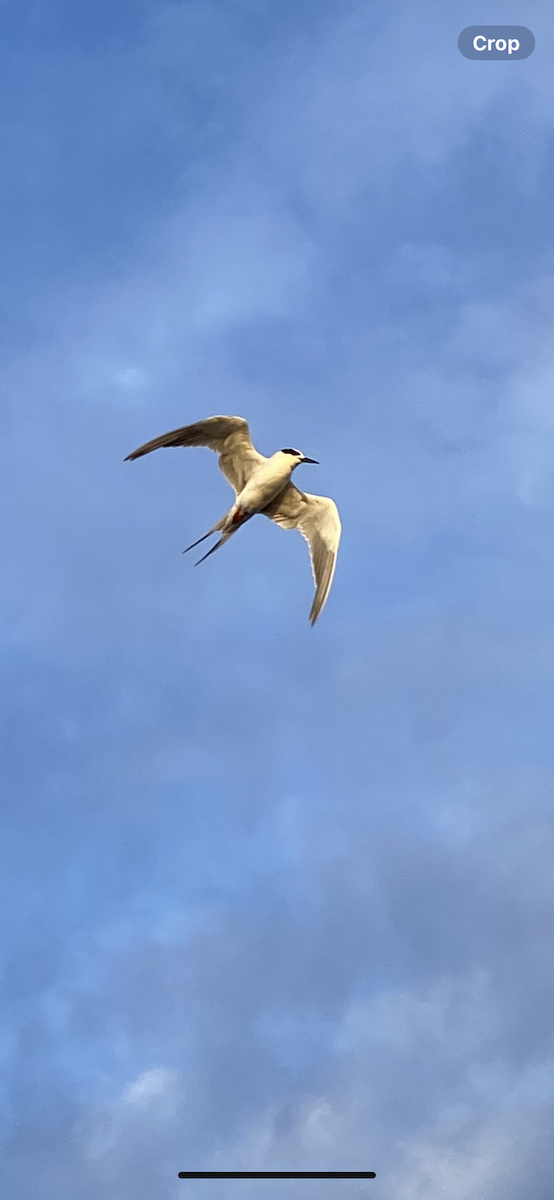 Forster's/Common Tern - ML642288320