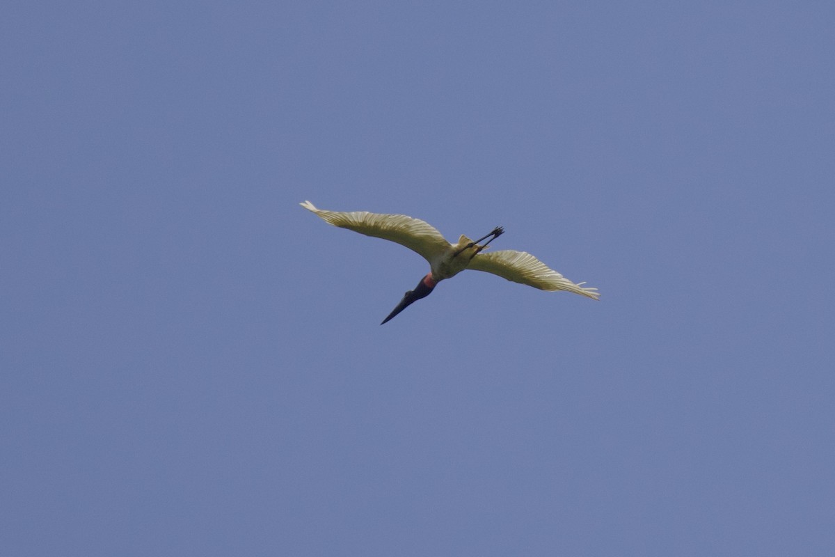 Jabiru - ML642288321