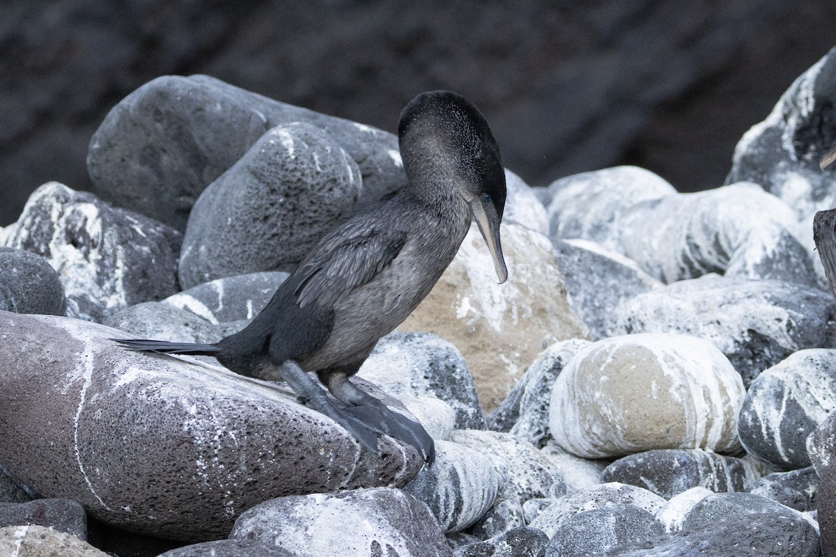 Flightless Cormorant - ML642288324