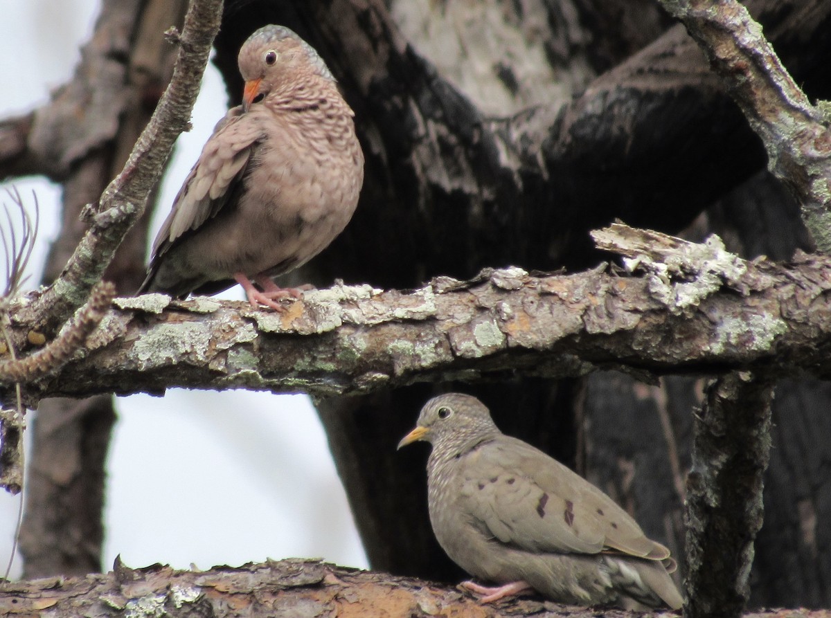 Common Ground Dove - ML642288330