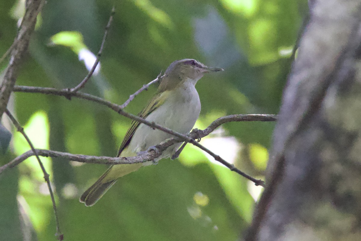 Chivi Vireo - ML642288333