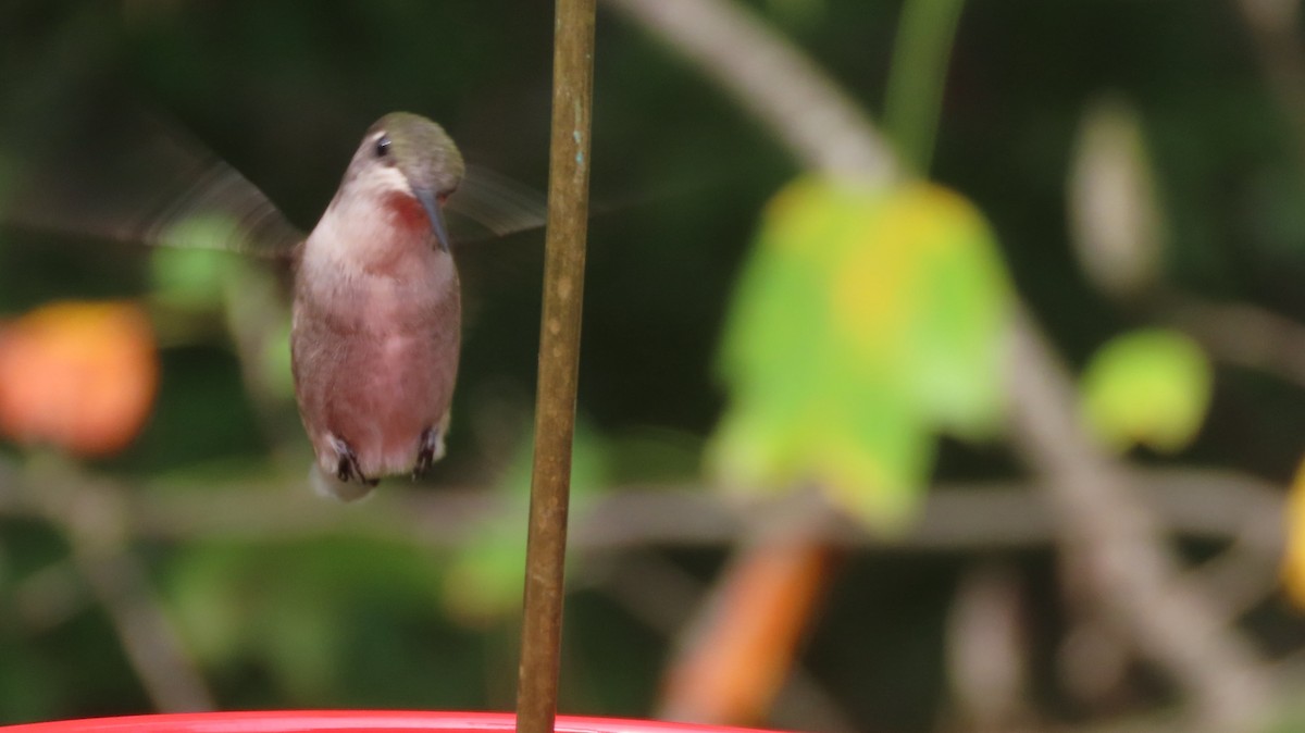 Ruby-throated Hummingbird - ML642288334