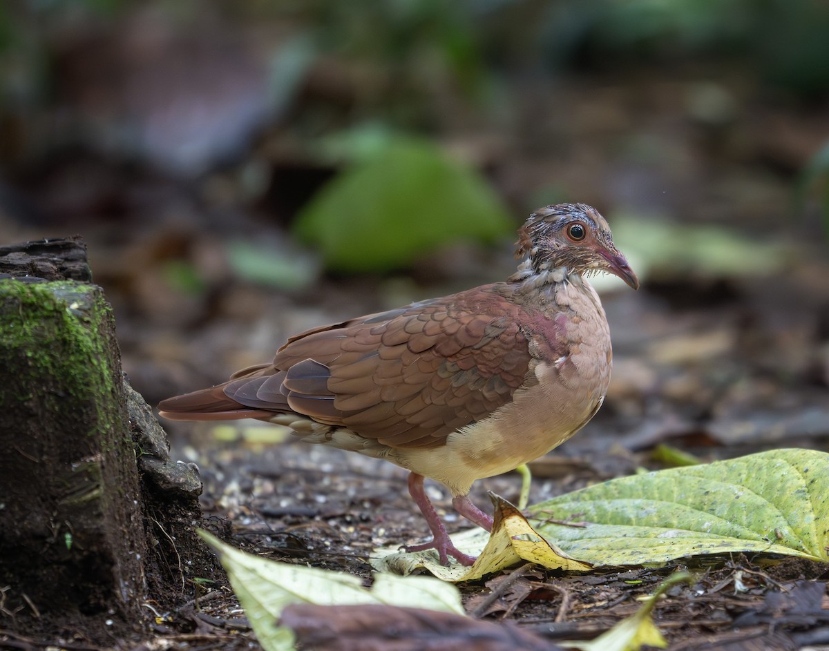 Ruddy Quail-Dove - ML642288370