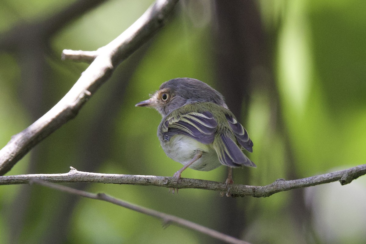 Slate-headed Tody-Flycatcher - ML642288402