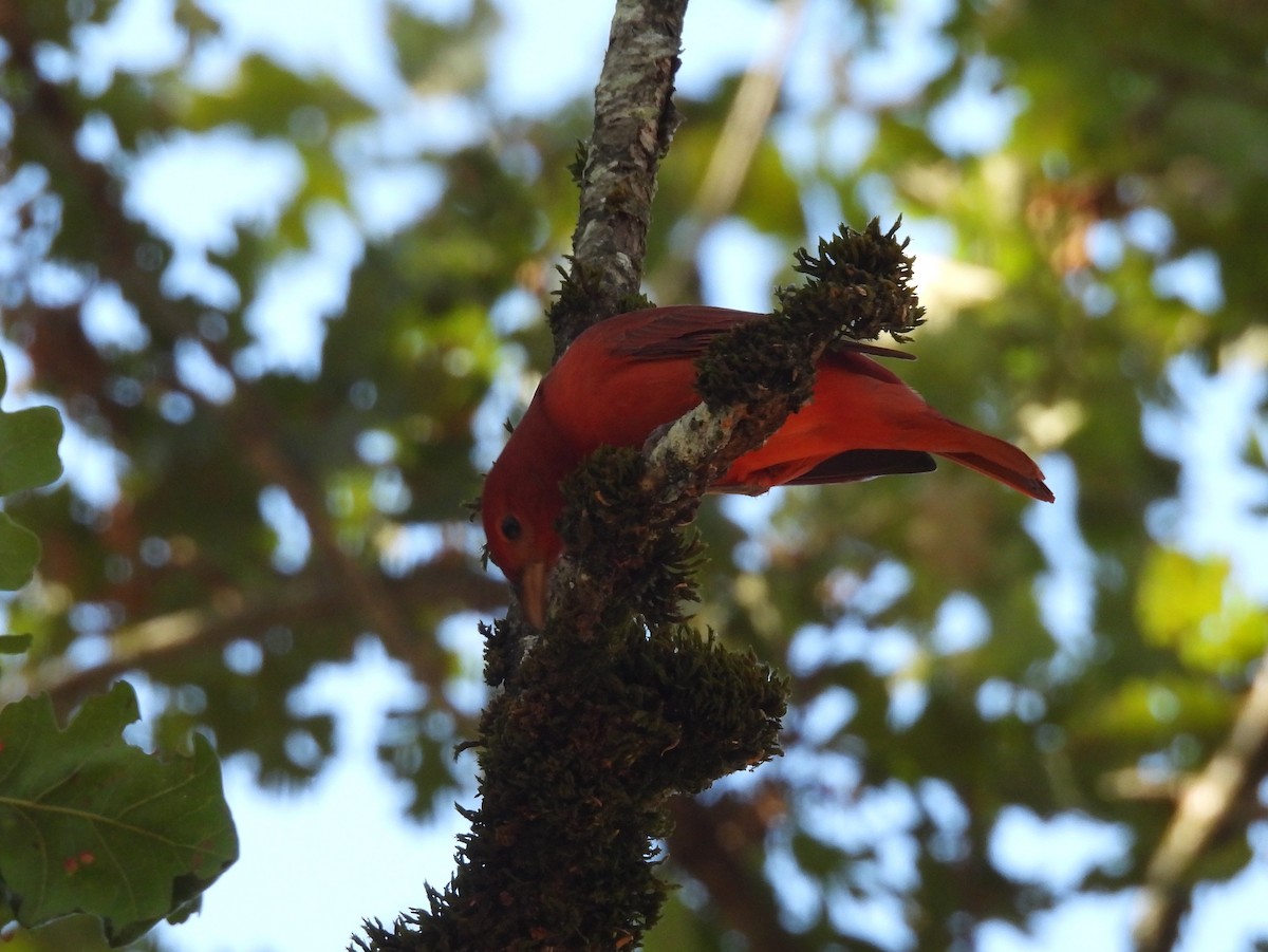 Summer Tanager - ML642288426