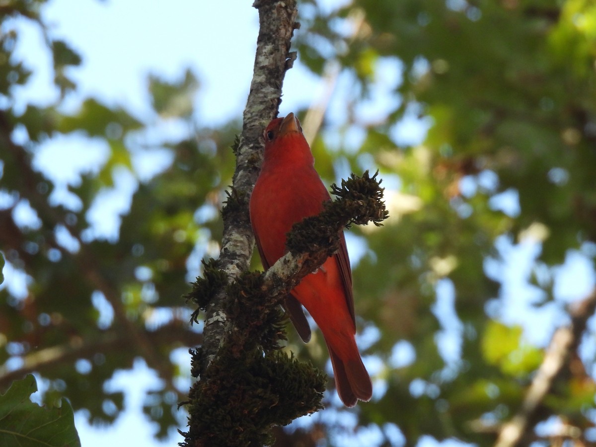 Summer Tanager - ML642288445