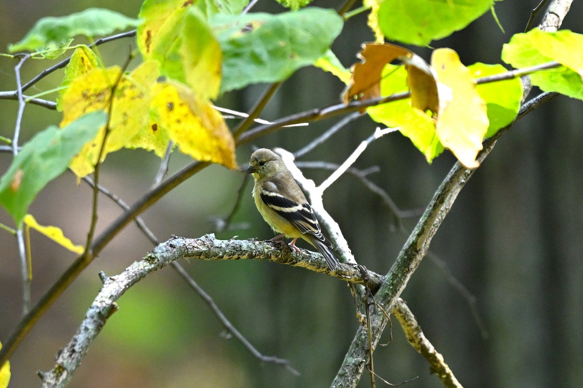 Chardonneret jaune - ML642288451