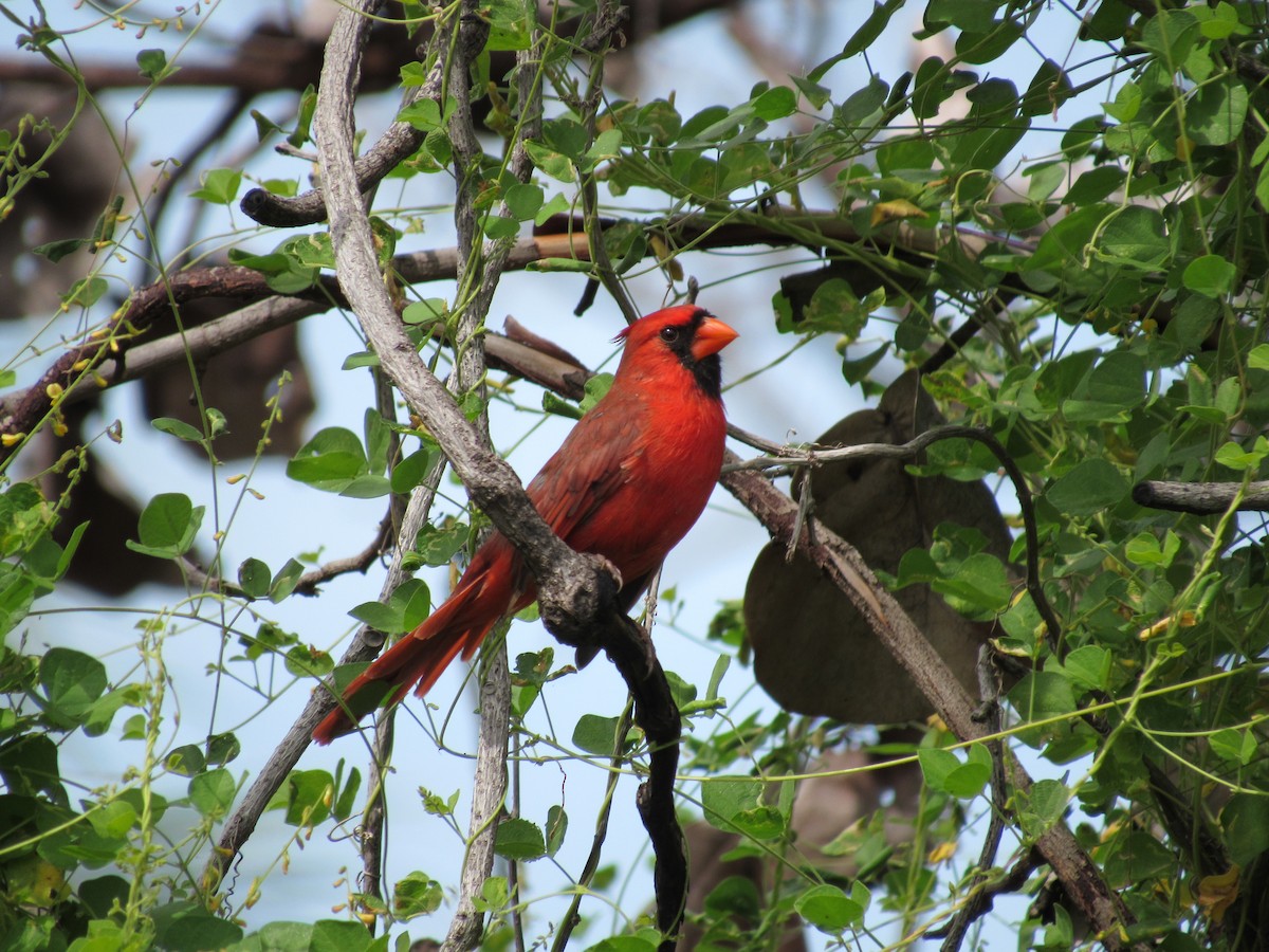 Cardinal rouge - ML642288454