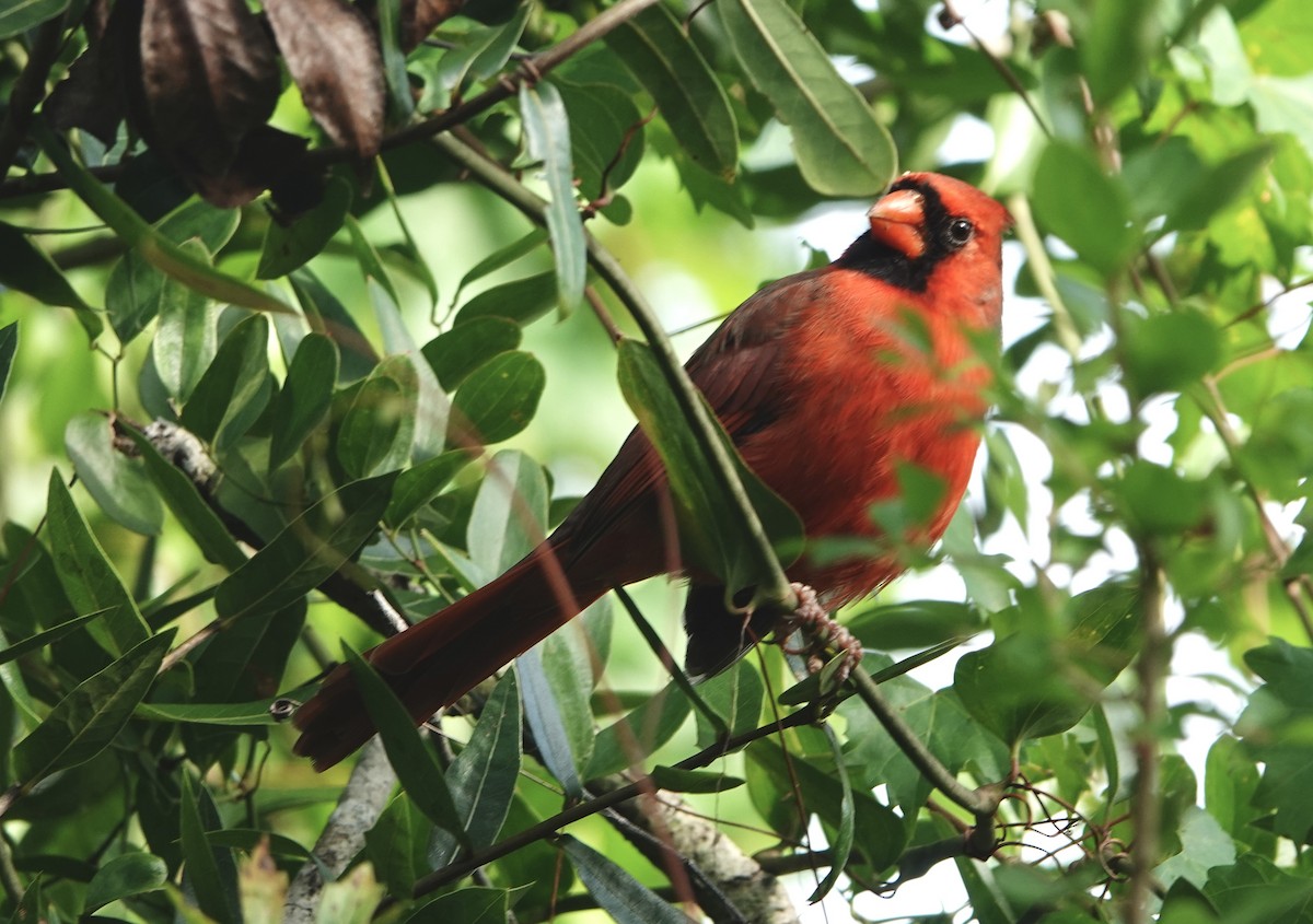 Cardinal rouge - ML642288456