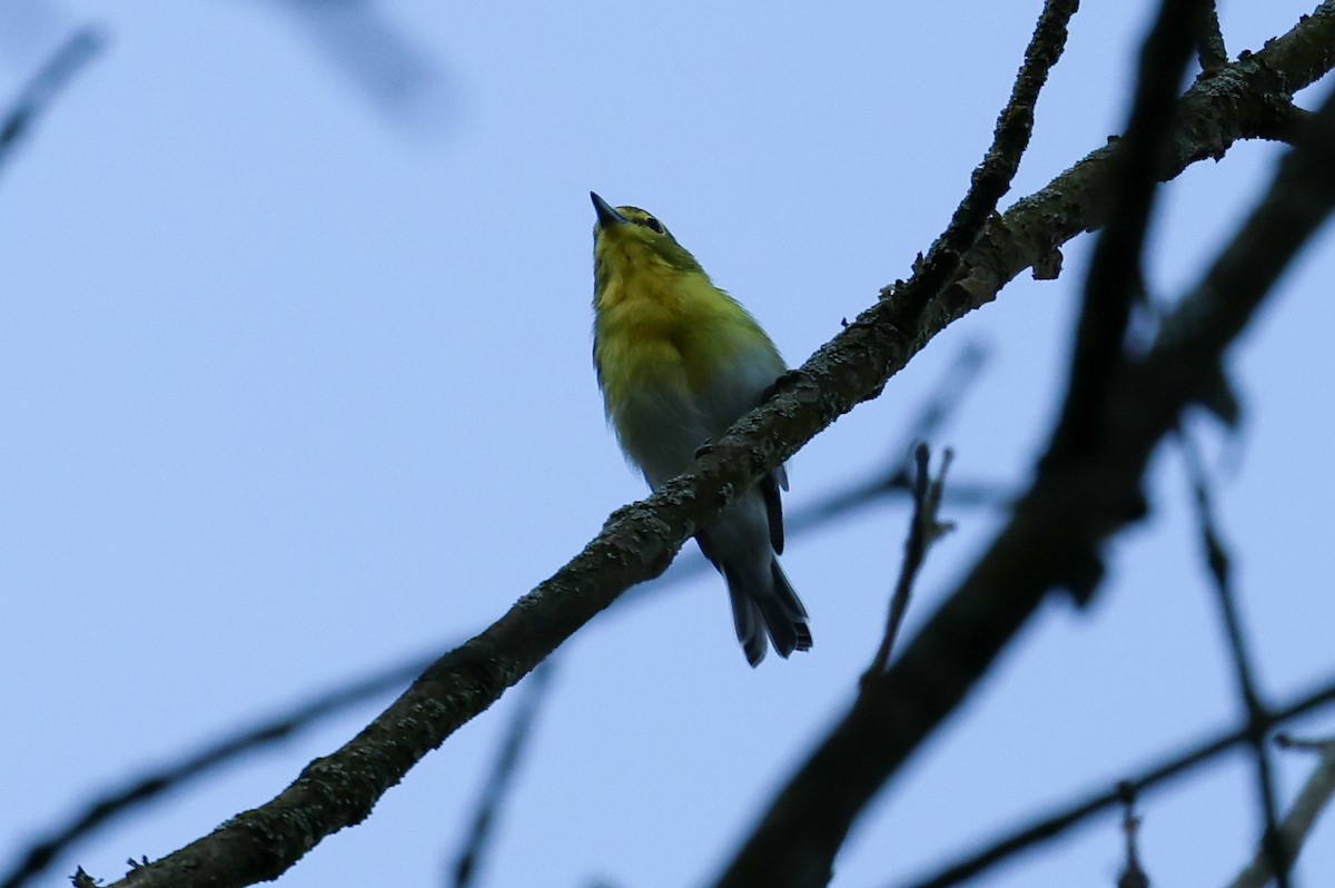 Yellow-throated Vireo - ML642288491