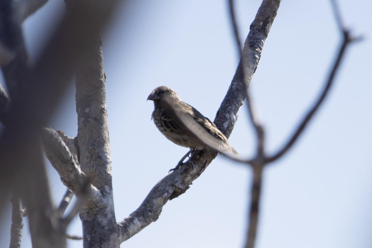 Common Cactus-Finch - ML642288495