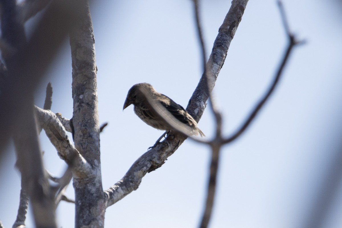 Common Cactus-Finch - ML642288496