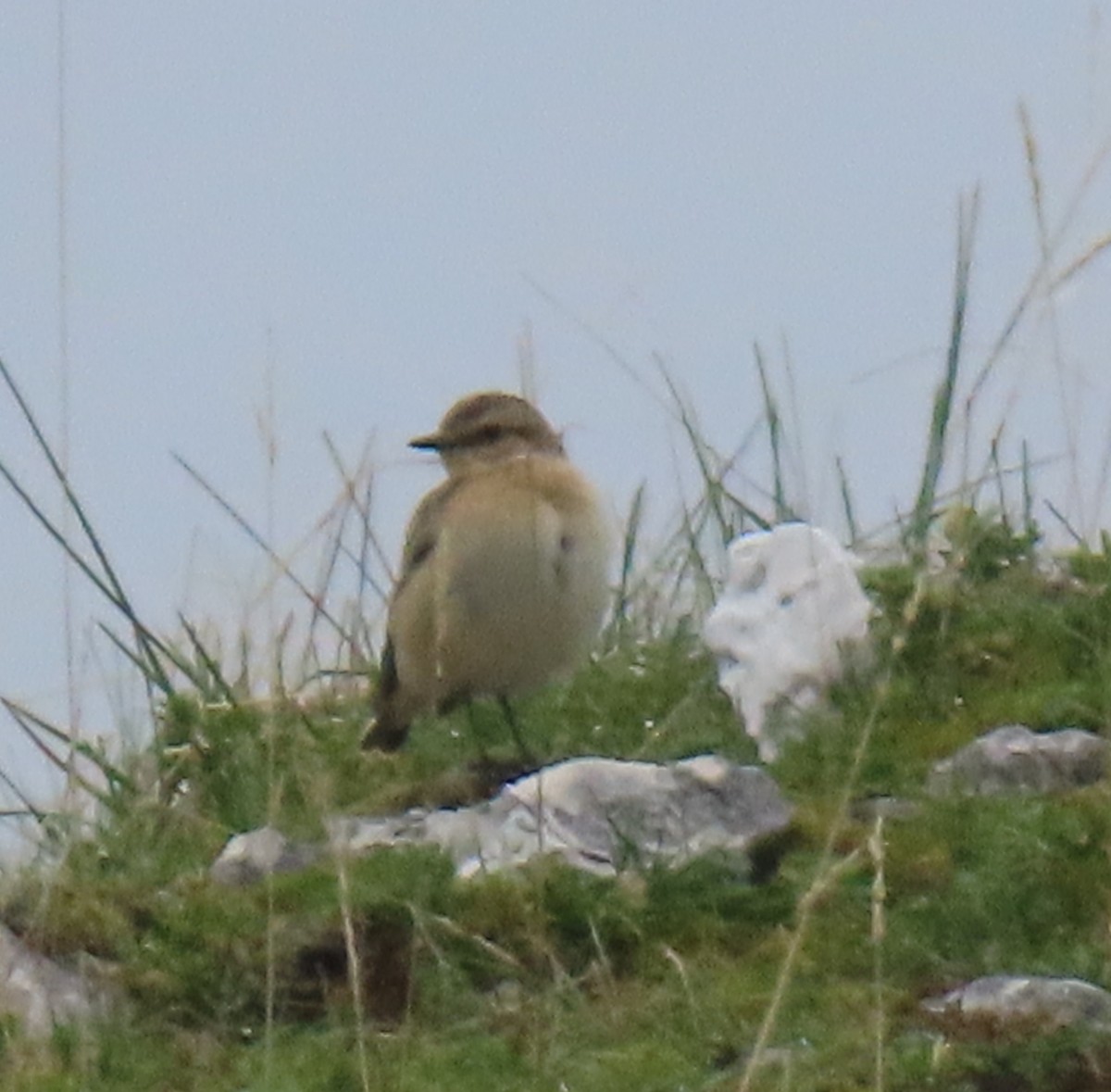 Northern Wheatear - ML642288497