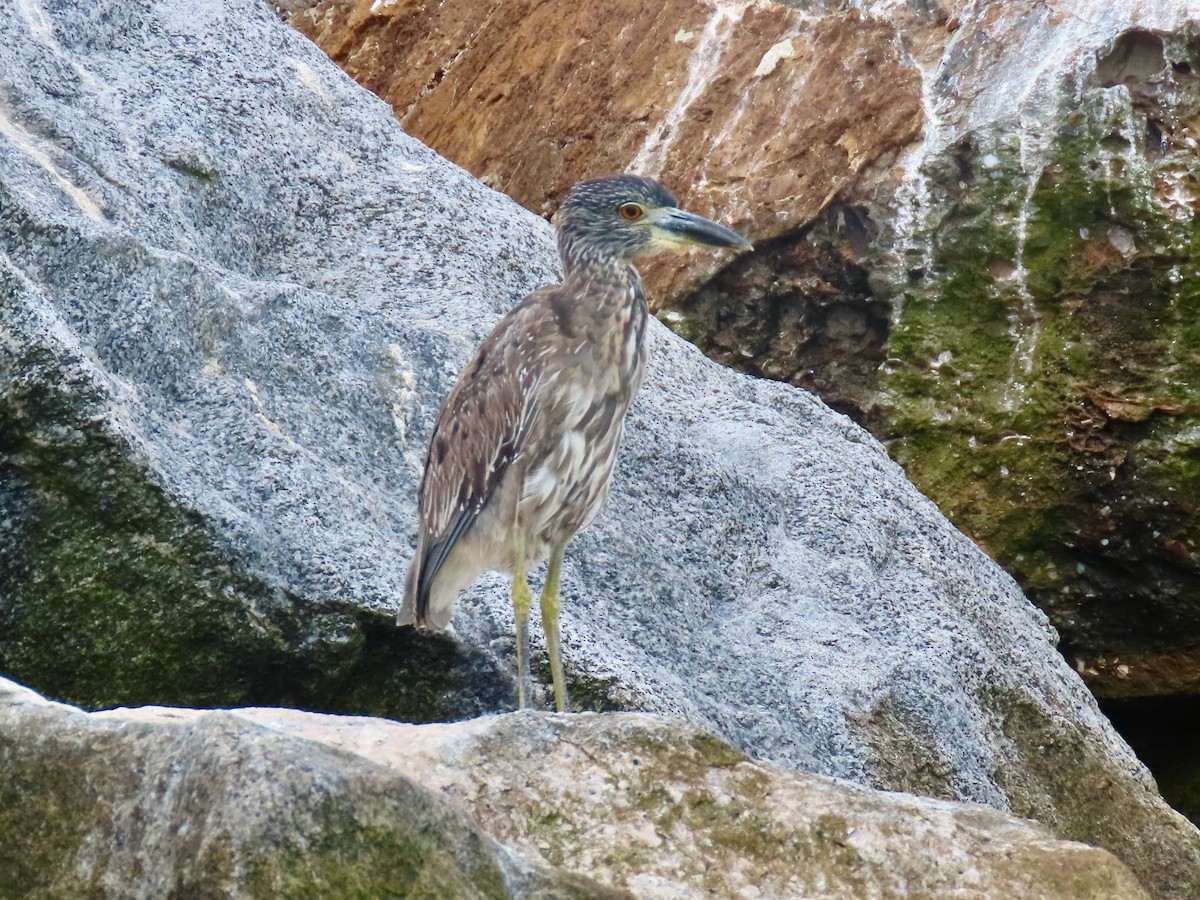 Yellow-crowned Night Heron - ML642288507