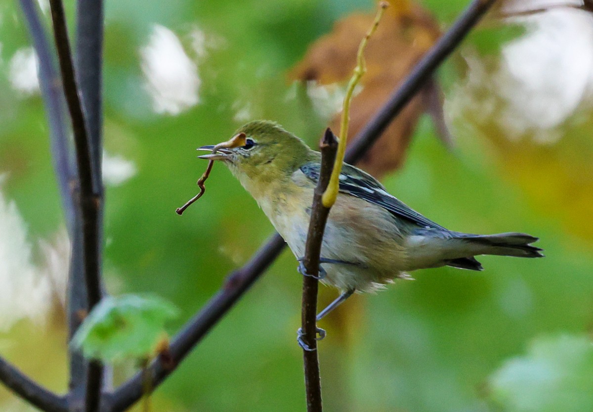Bay-breasted Warbler - ML642288536