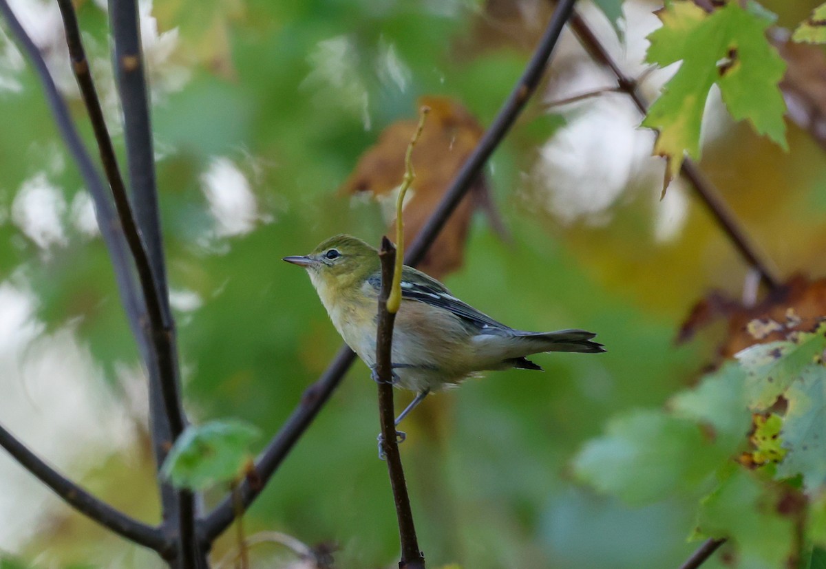 Bay-breasted Warbler - ML642288537