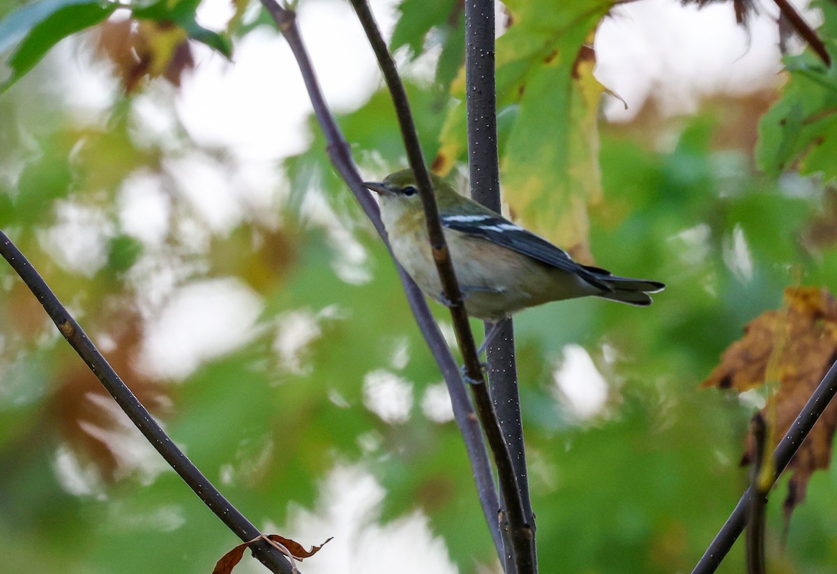 Bay-breasted Warbler - ML642288538