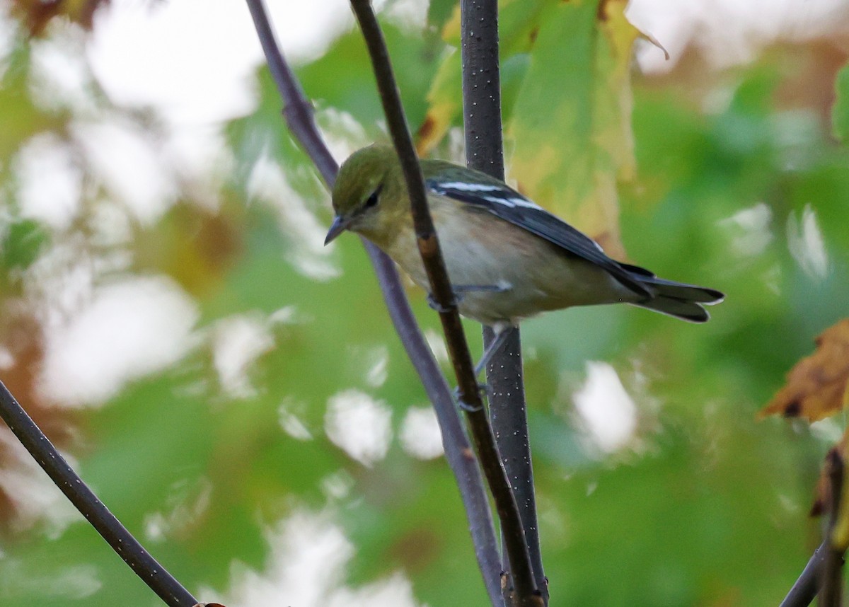 Bay-breasted Warbler - ML642288553