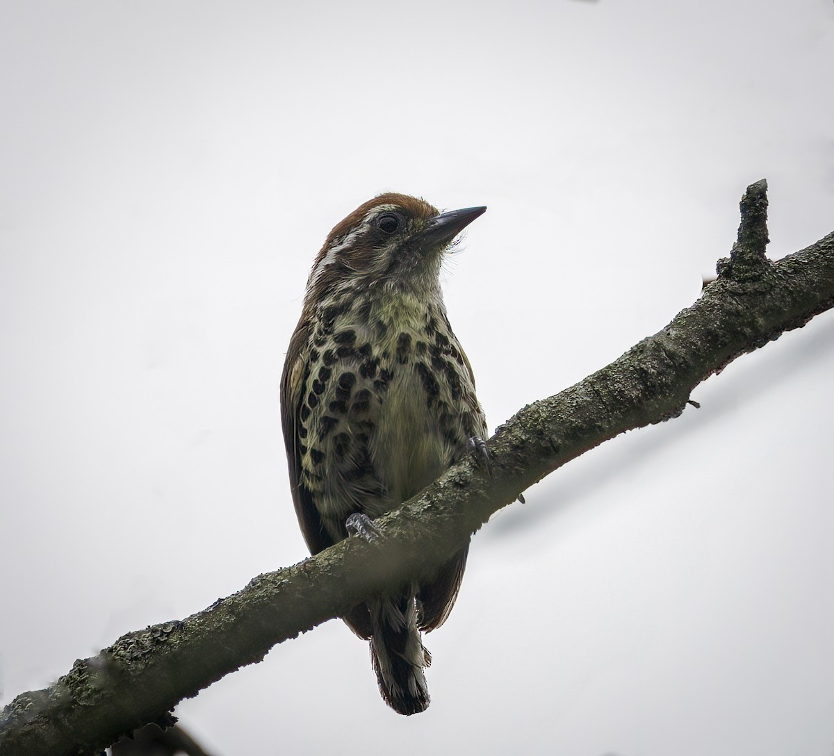 Speckled Piculet - ML642288556