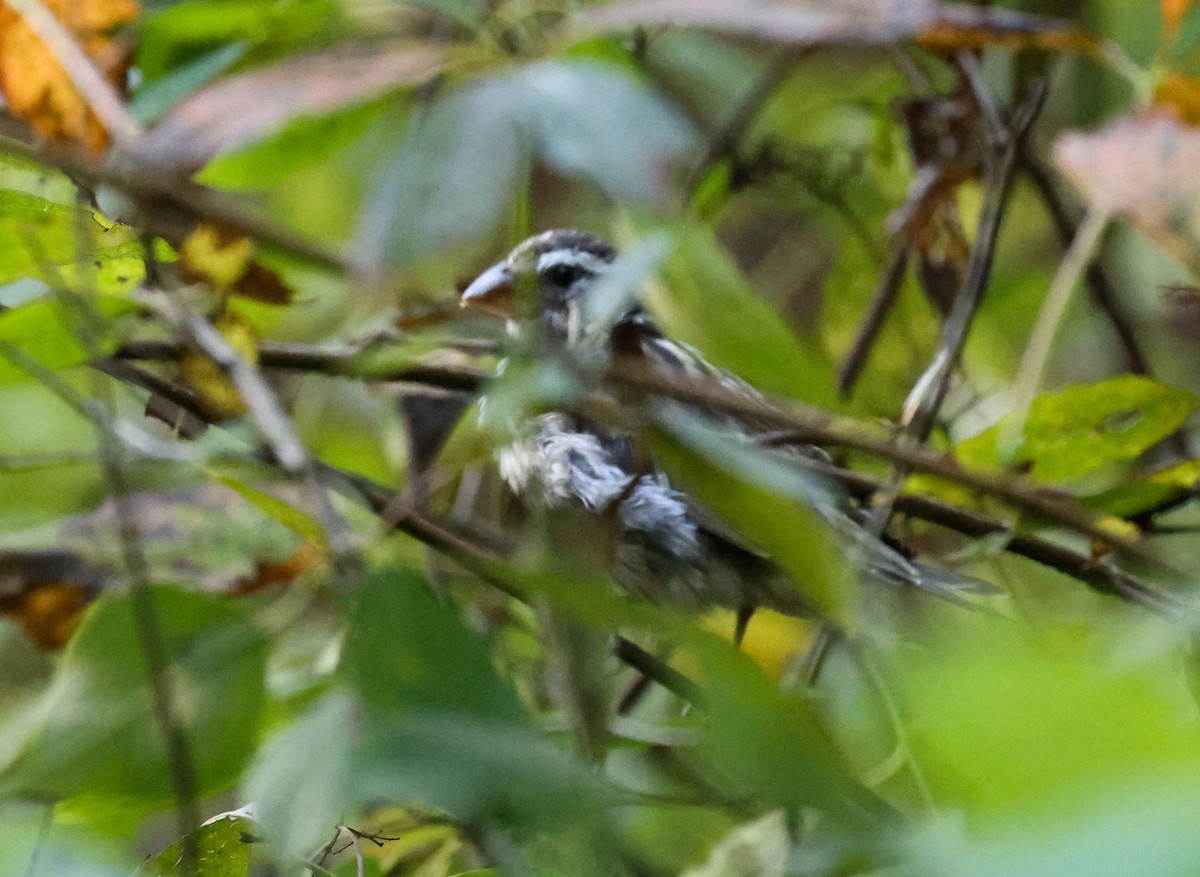 Rose-breasted Grosbeak - ML642288557