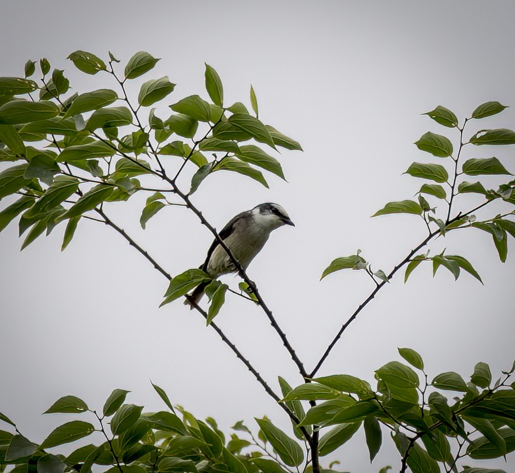 Brown-rumped Minivet - ML642288561