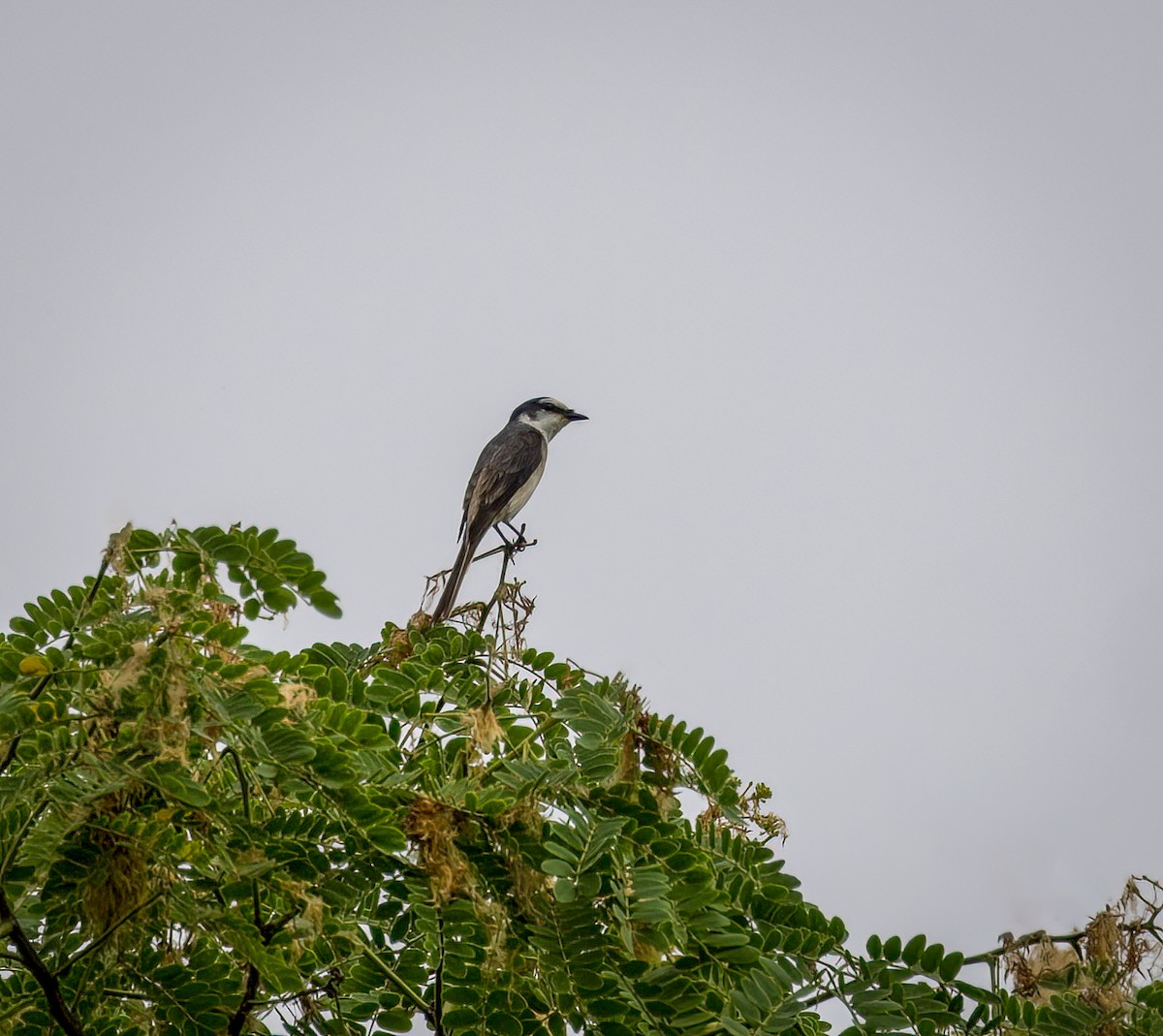 Brown-rumped Minivet - ML642288564