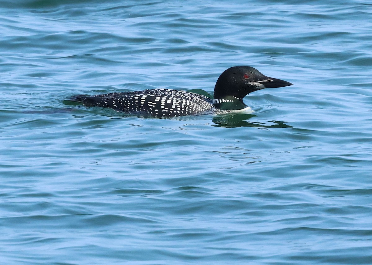 Common Loon - ML642288589