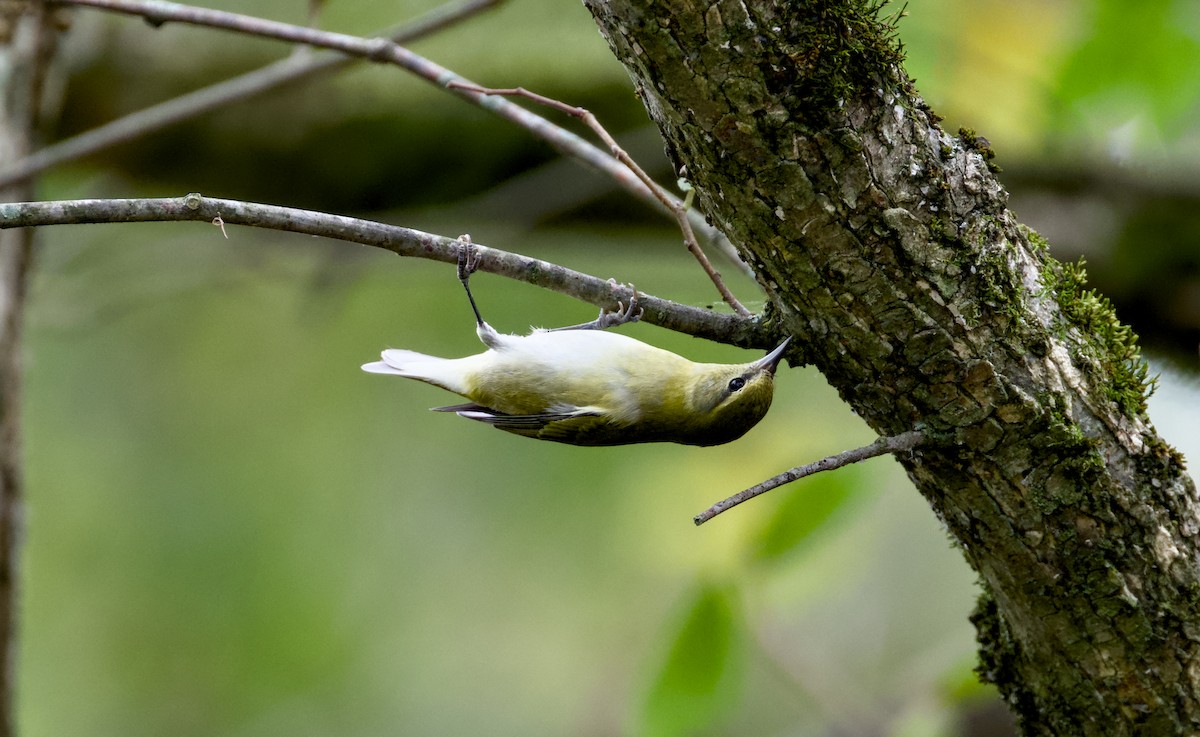 Tennessee Warbler - ML642288634
