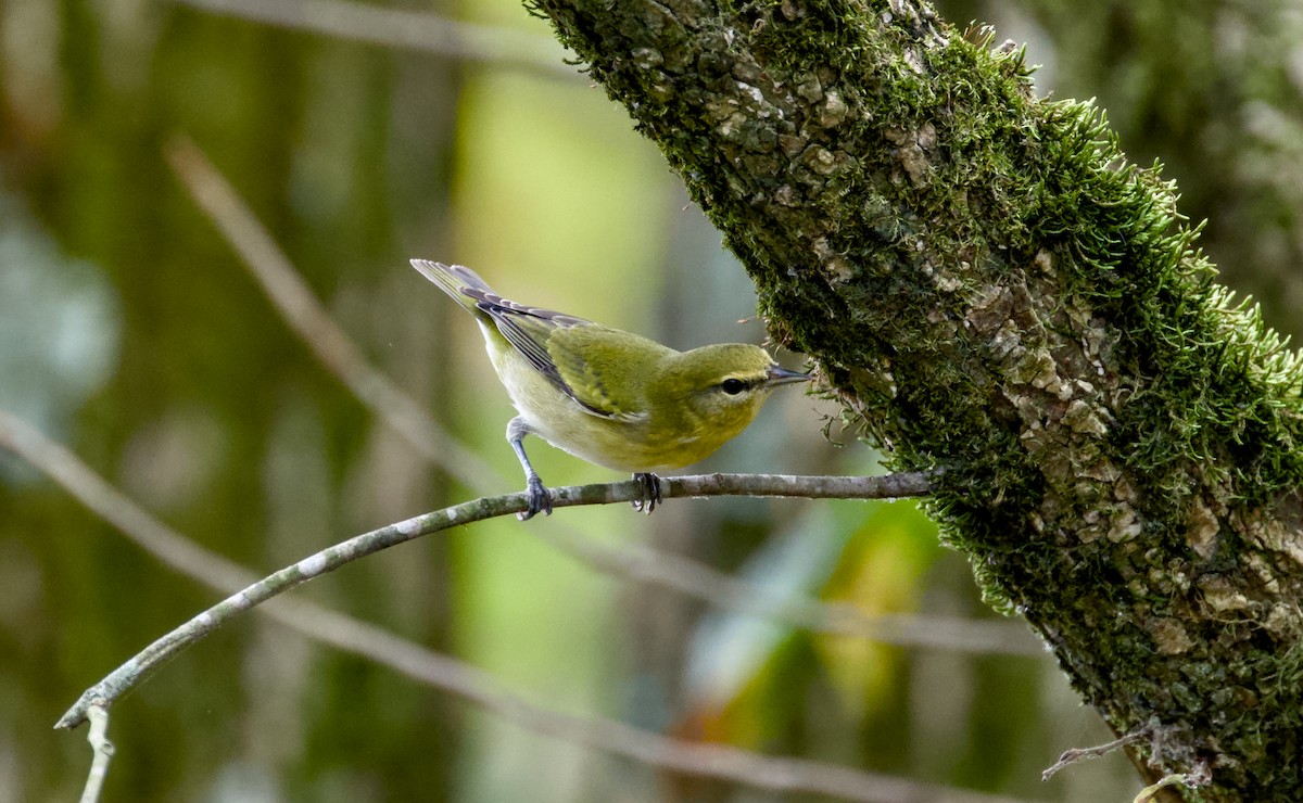 Tennessee Warbler - ML642288635