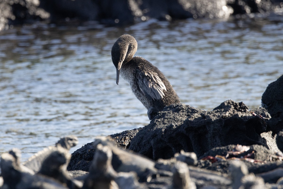 Flightless Cormorant - ML642288636