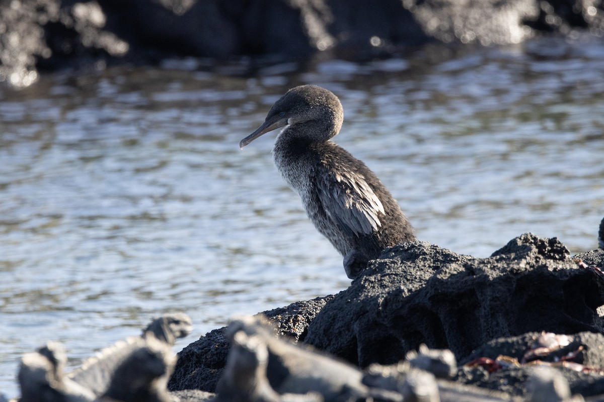 Flightless Cormorant - ML642288637