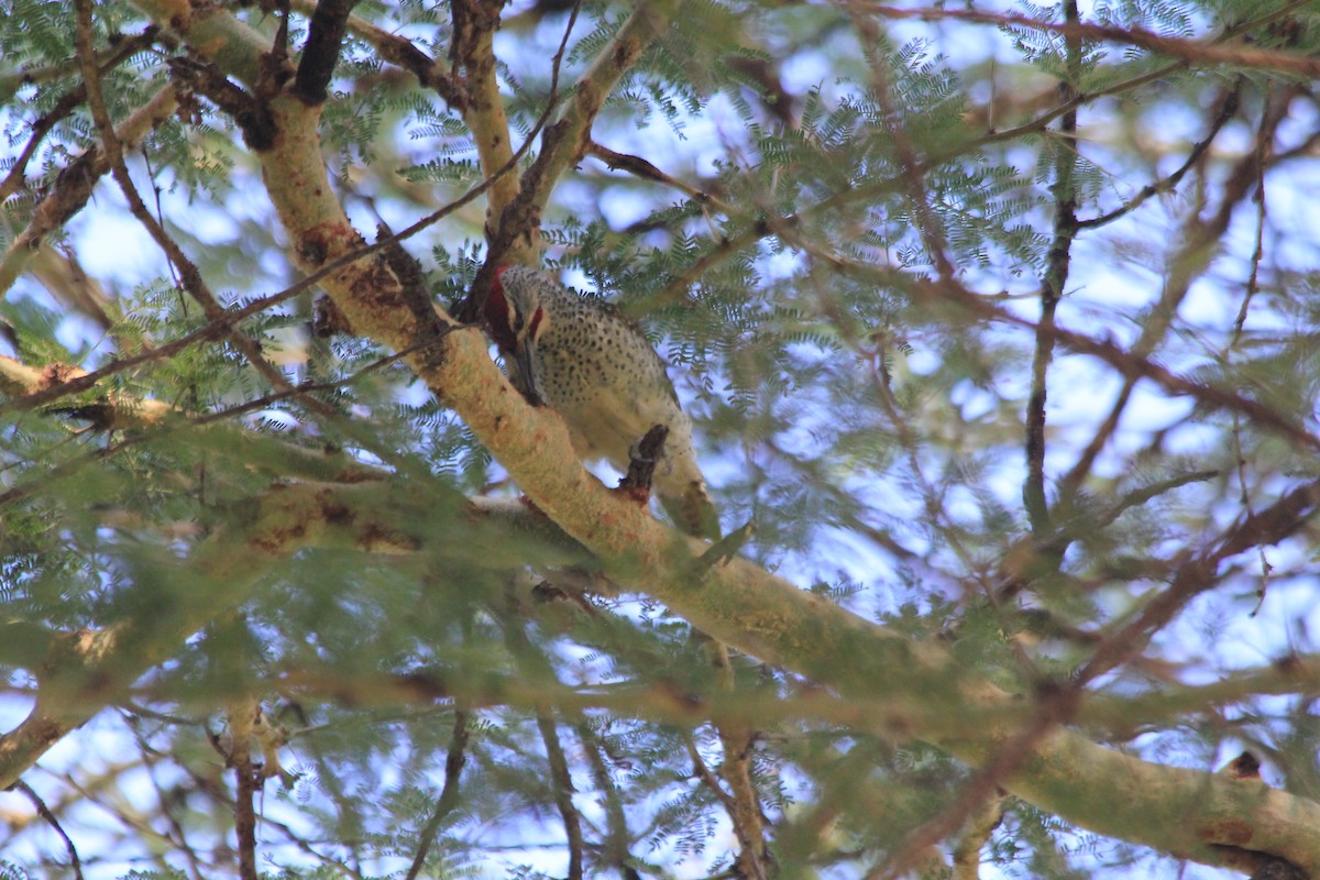 Nubian Woodpecker - ML642288656