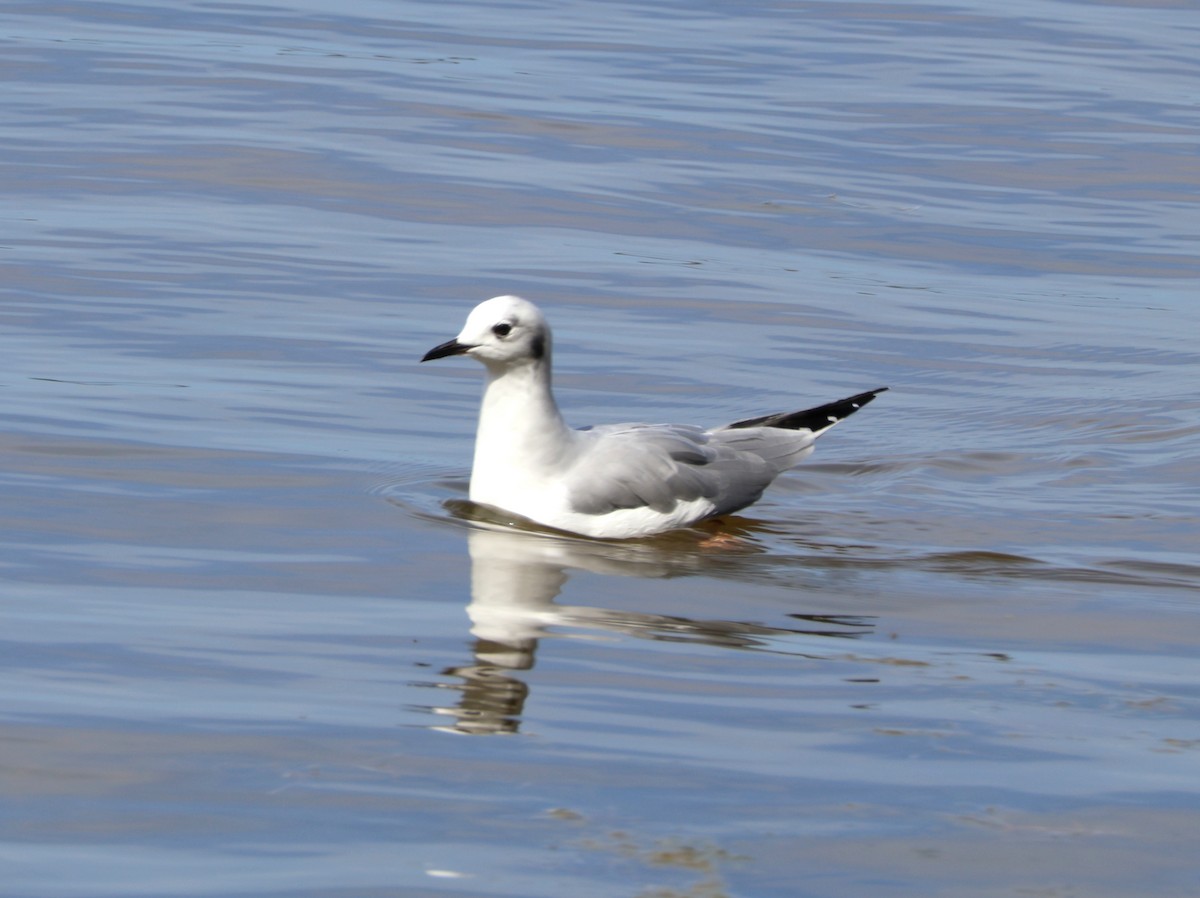 Bonaparte's Gull - ML642288663
