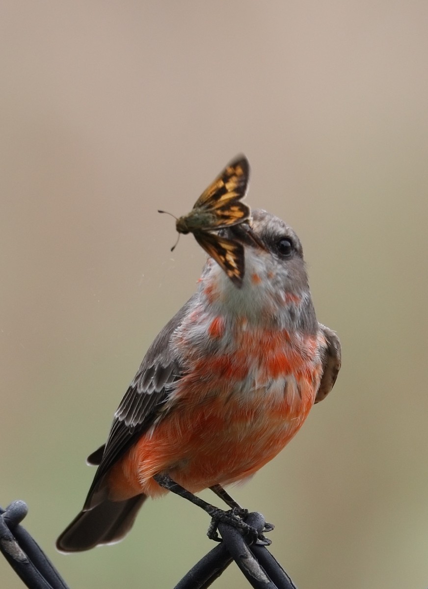 Vermilion Flycatcher - ML642288701