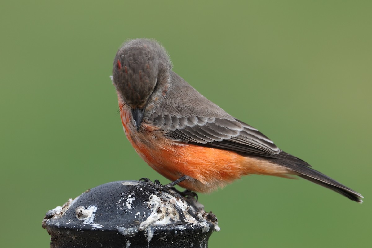 Vermilion Flycatcher - ML642288702