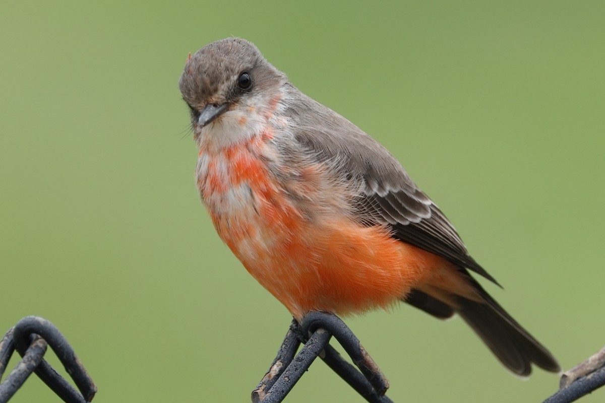 Vermilion Flycatcher - ML642288707