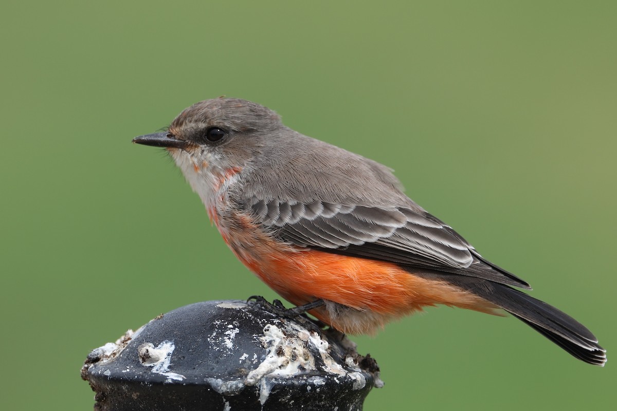 Vermilion Flycatcher - ML642288710