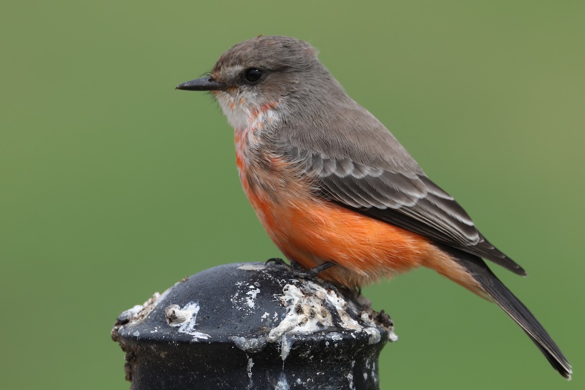 Vermilion Flycatcher - ML642288711